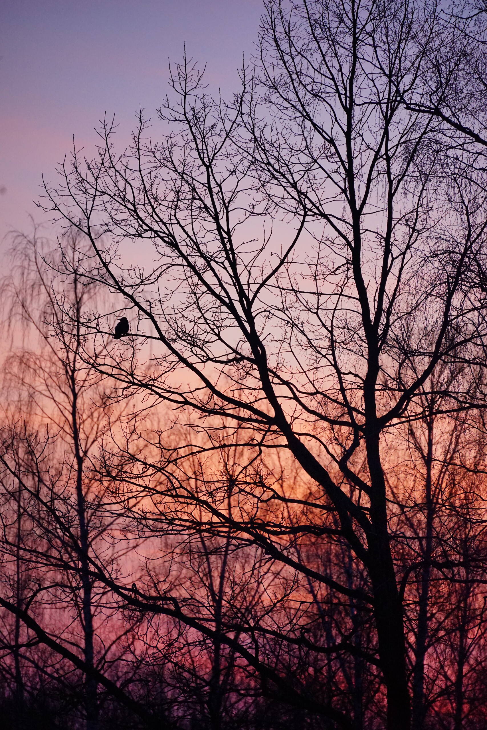 An image of bird in tree.
